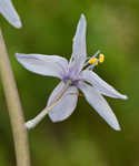 Atlantic camas